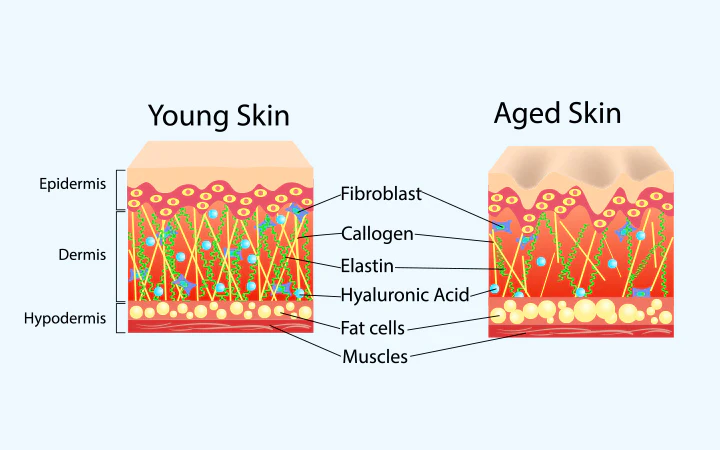 Understanding the Decline (The Science Behind Collagen and Elastin Boosting)